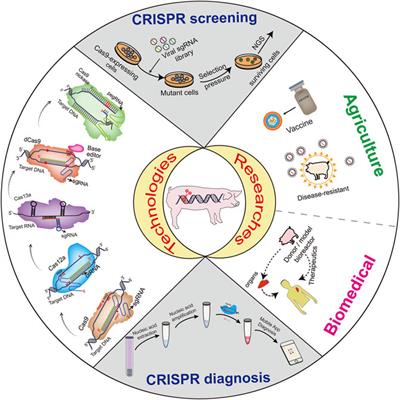 Advances in CRISPR-Based Functional Genomics and Nucleic Acid Detection in Pigs